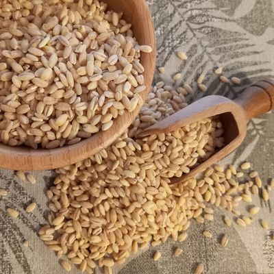 Barley