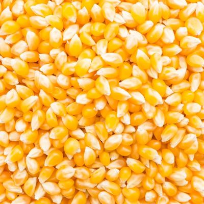 Corn (Maize)