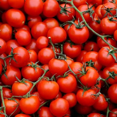 tomatoes